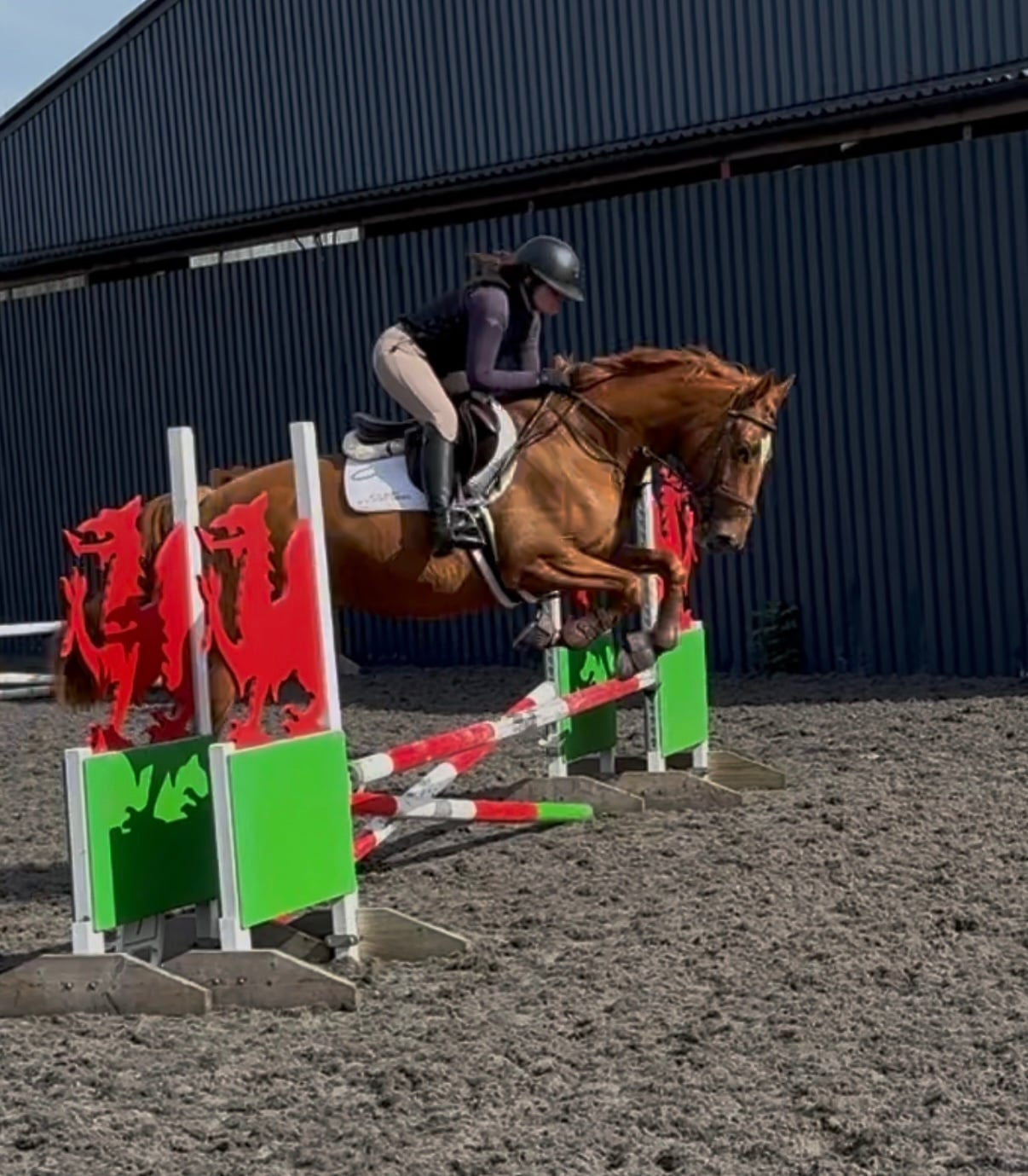 Oswestry "Top Grassroots Horse" Chestnut Gelding All Rounder