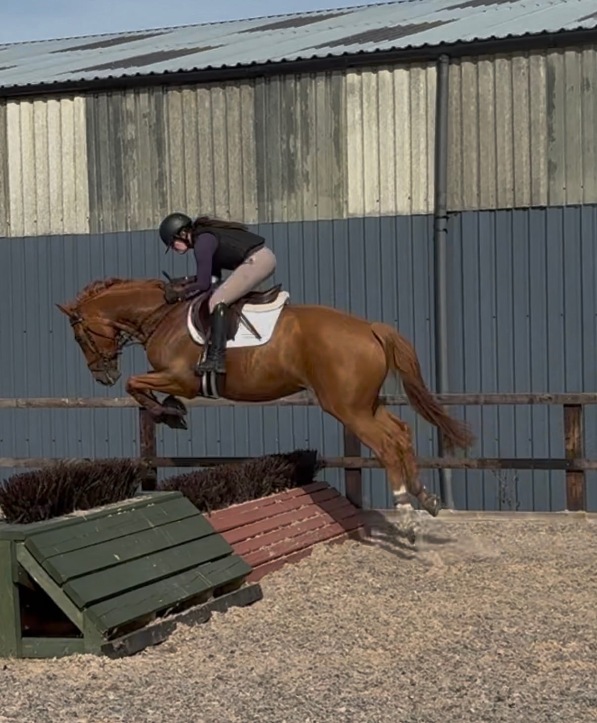 "Top Grassroots Horse" Chestnut Gelding All Rounder - Horses in Oswestry