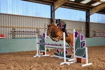 "Top Grassroots Horse" Chestnut Gelding All Rounder