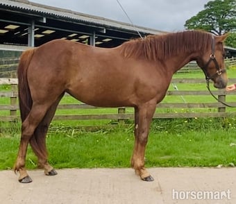 "Kodi " Chestnut Filly All Rounder