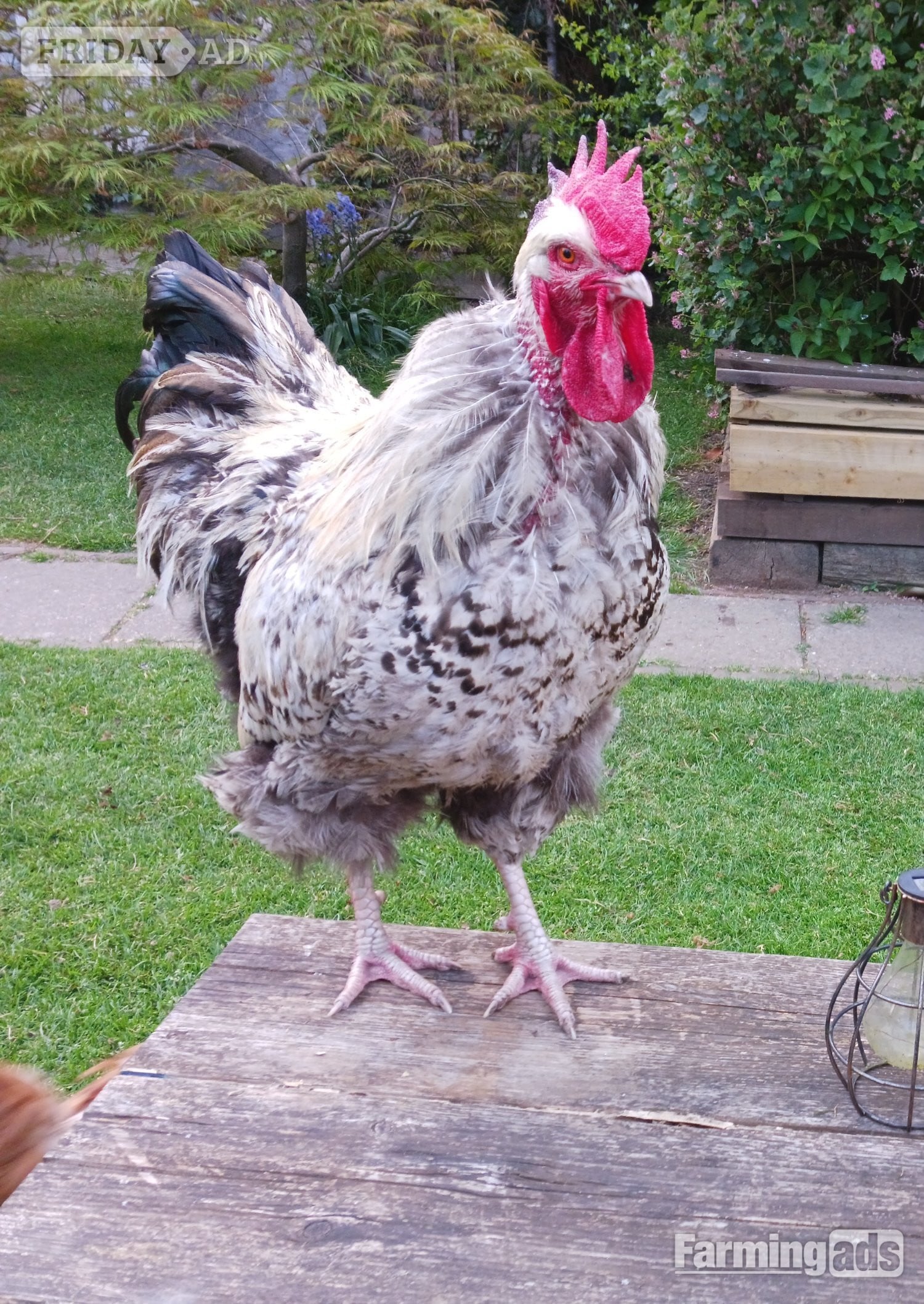 Large Legbar Cockerel in Rainham