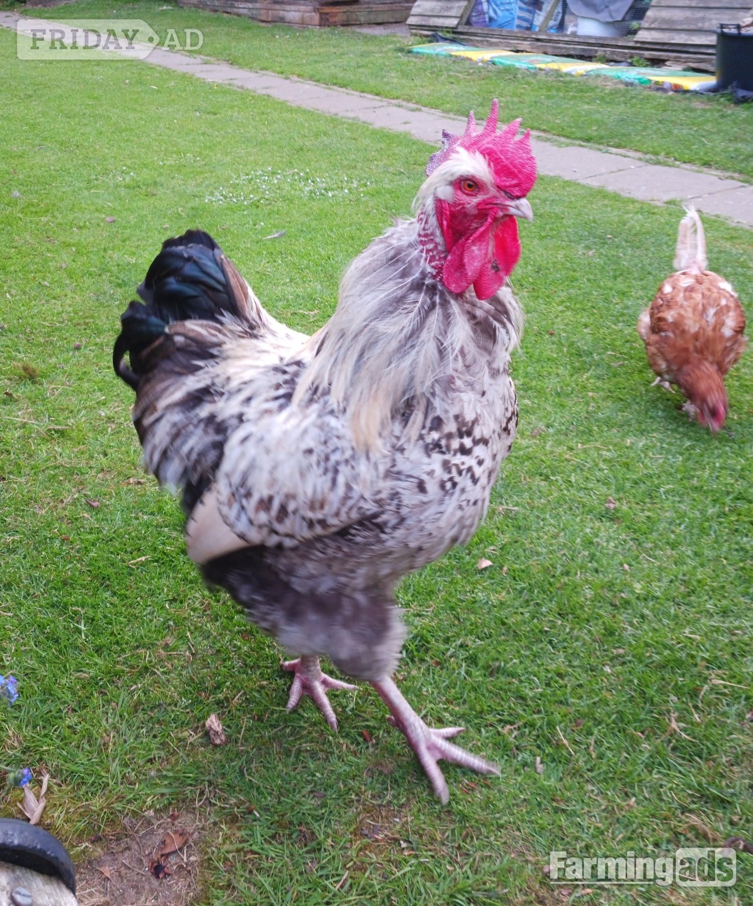 Large Legbar Cockerel