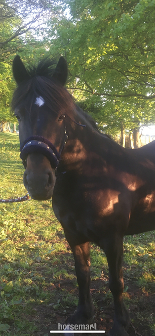 13.3/14hh Fell Pony for Loan