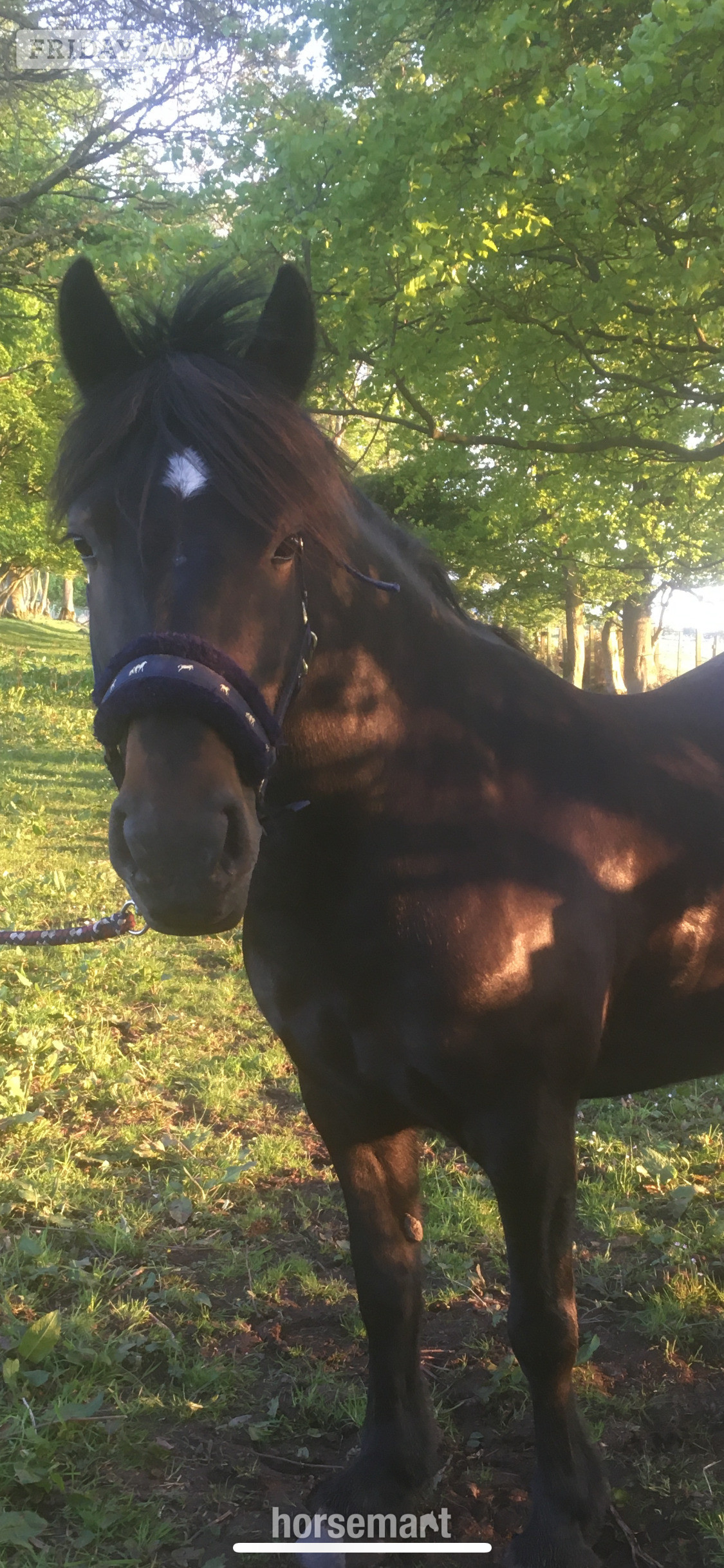 13.3/14hh Fell Pony for Loan in Balmullo
