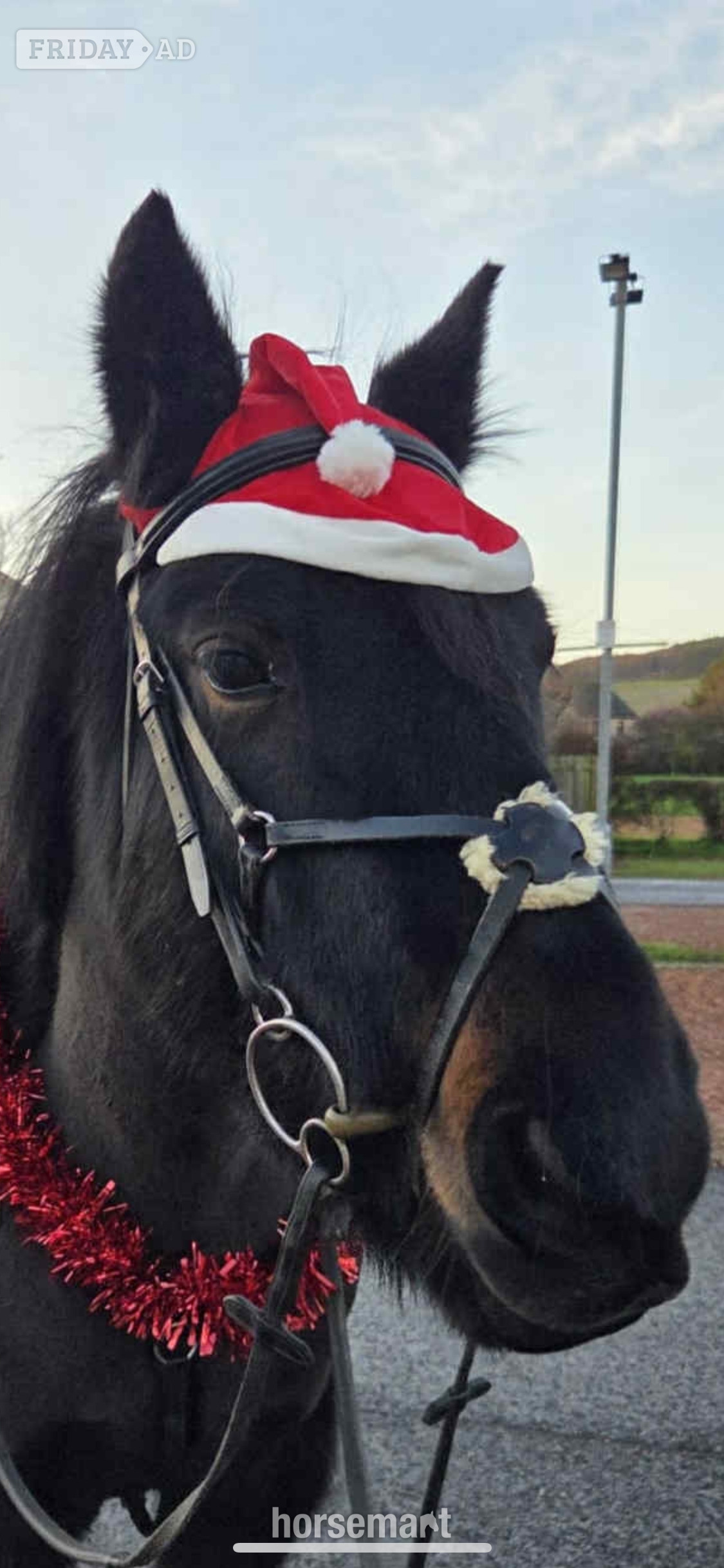 13.3/14hh Fell Pony for Loan