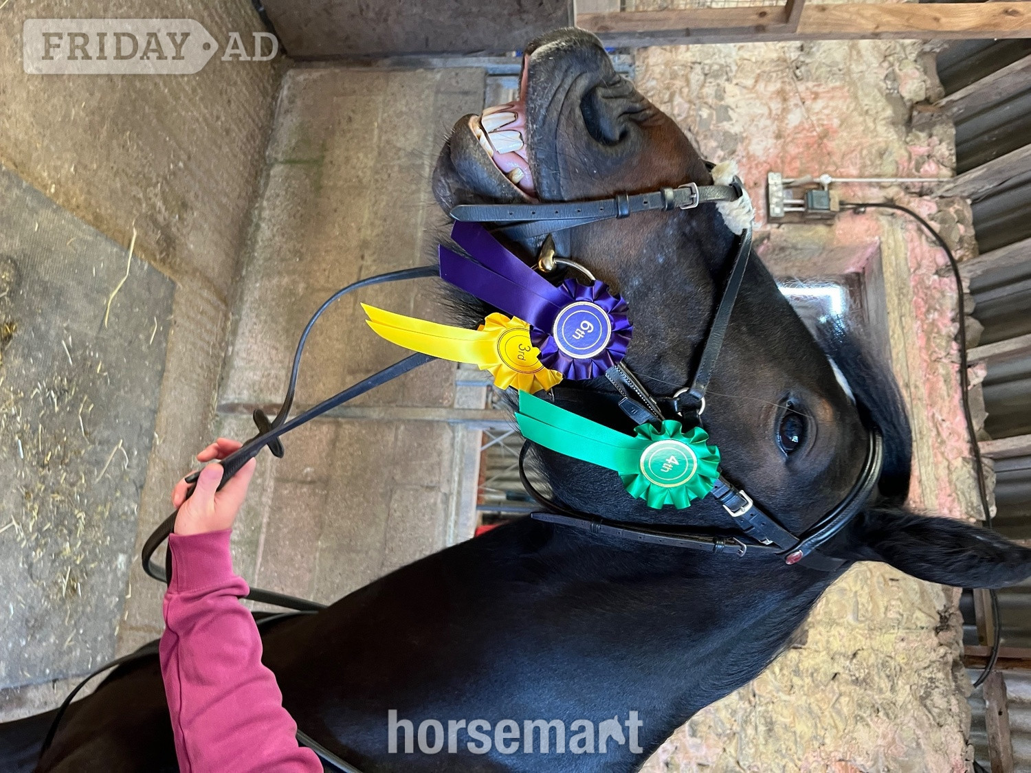 Balmullo 13.3/14hh Fell Pony for Loan