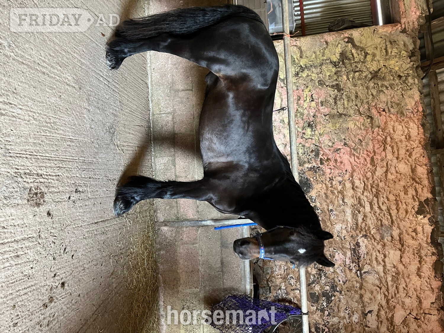 13.3/14hh Fell Pony for Loan - Horses in Balmullo