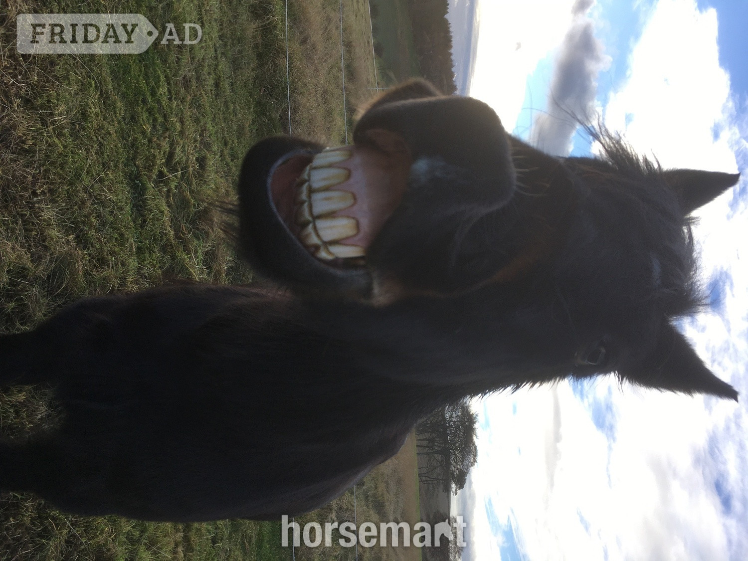 13.3/14hh Fell Pony for Loan - Horses