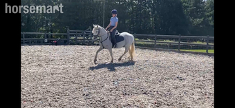 "Lola's Luck" Grey Mare All Rounder