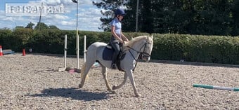 "Lola's Luck" Grey Mare All Rounder