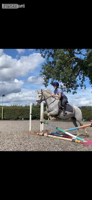 "Lola's Luck" Grey Mare All Rounder