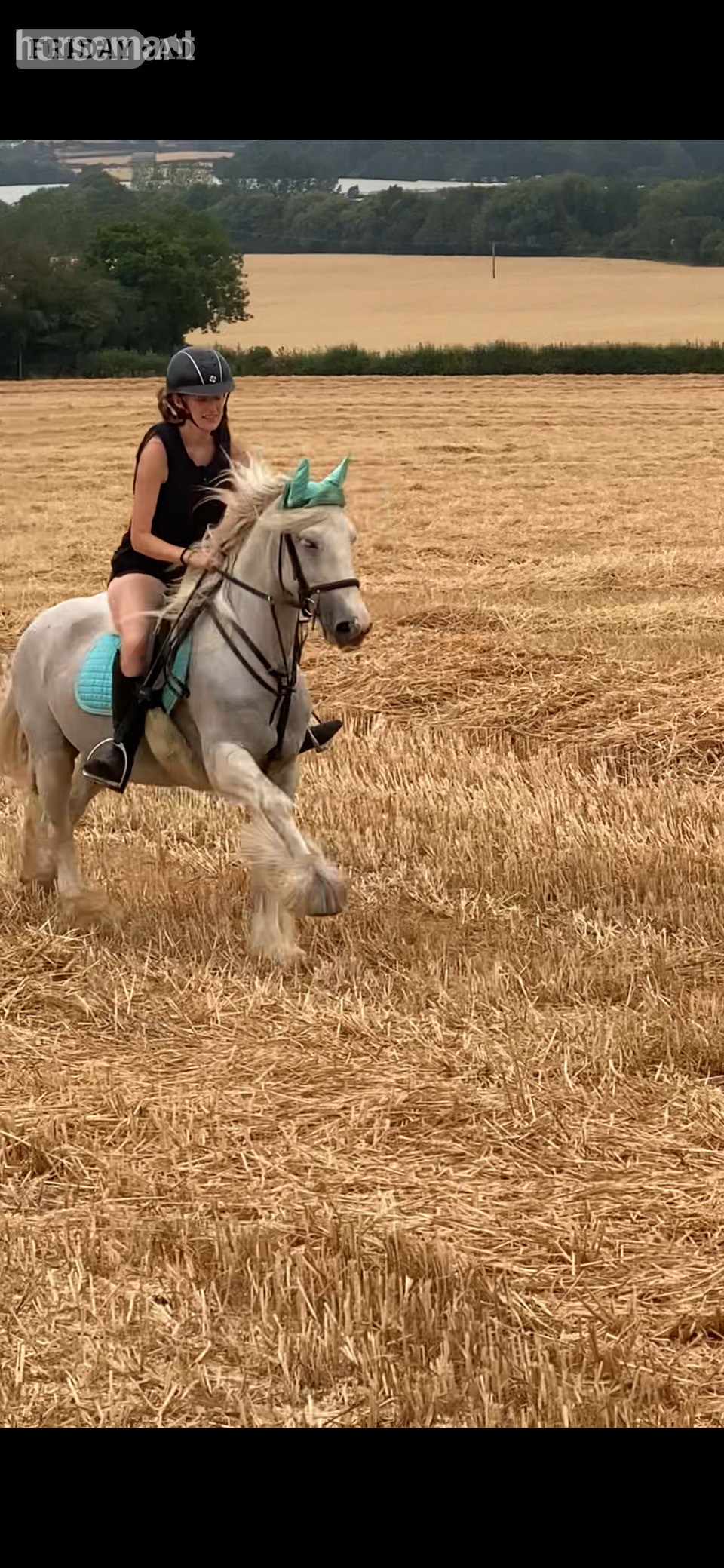 "Lola's Luck" Grey Mare Cob/Heavy Horse
