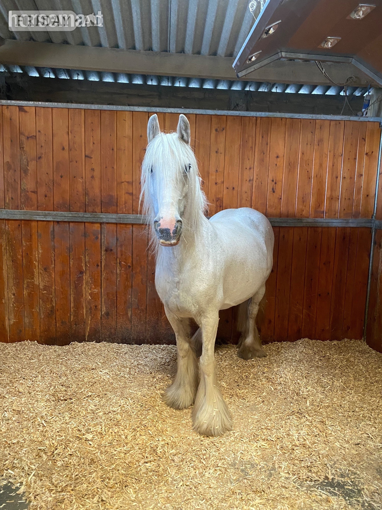 "Lola's Luck" Grey Mare Cob/Heavy Horse - Horses