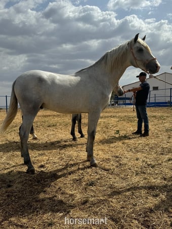 "Irunes V" Grey Colt All Rounder