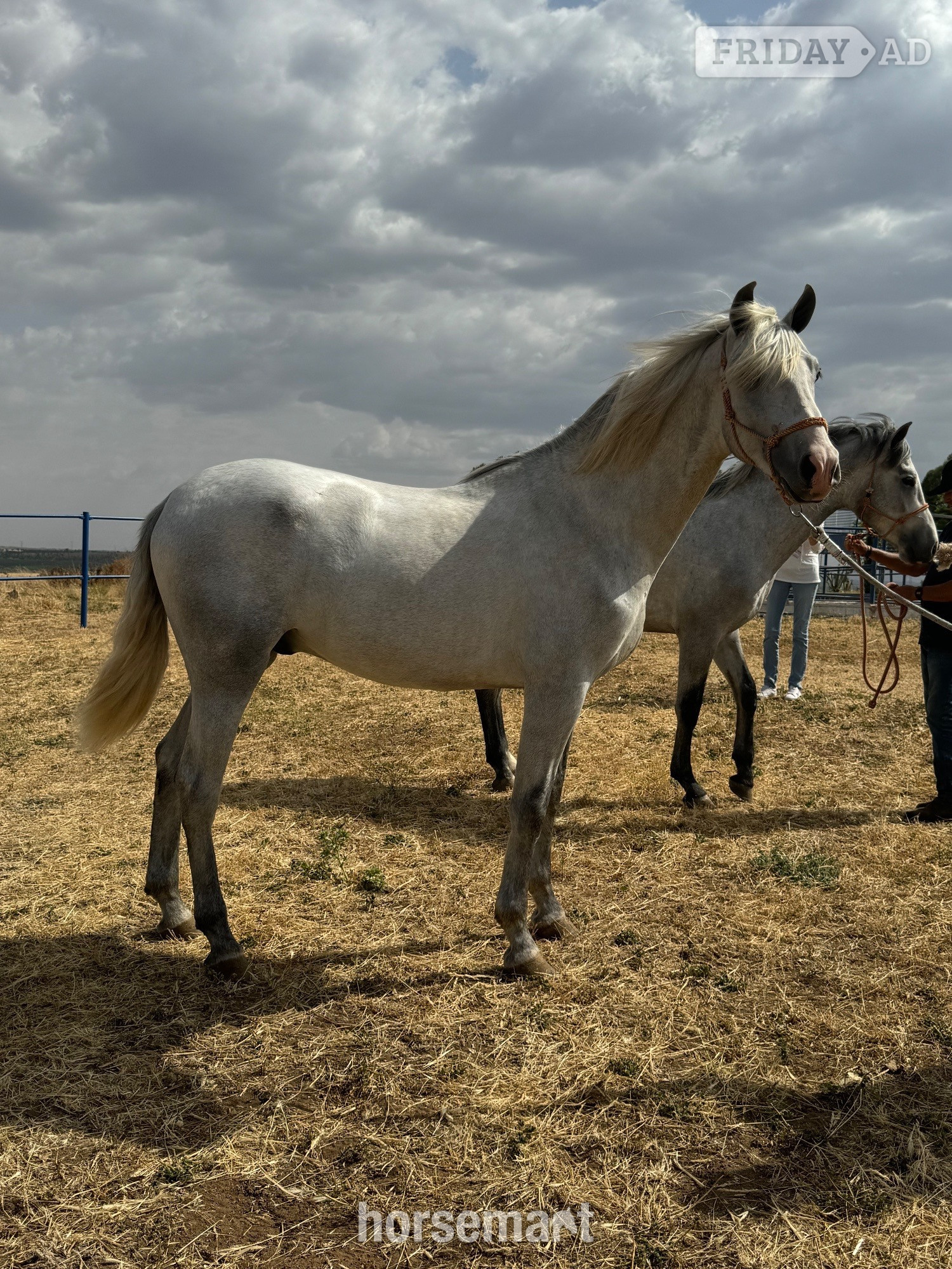 Knocknagoshel "Irunes V" Grey Colt All Rounder
