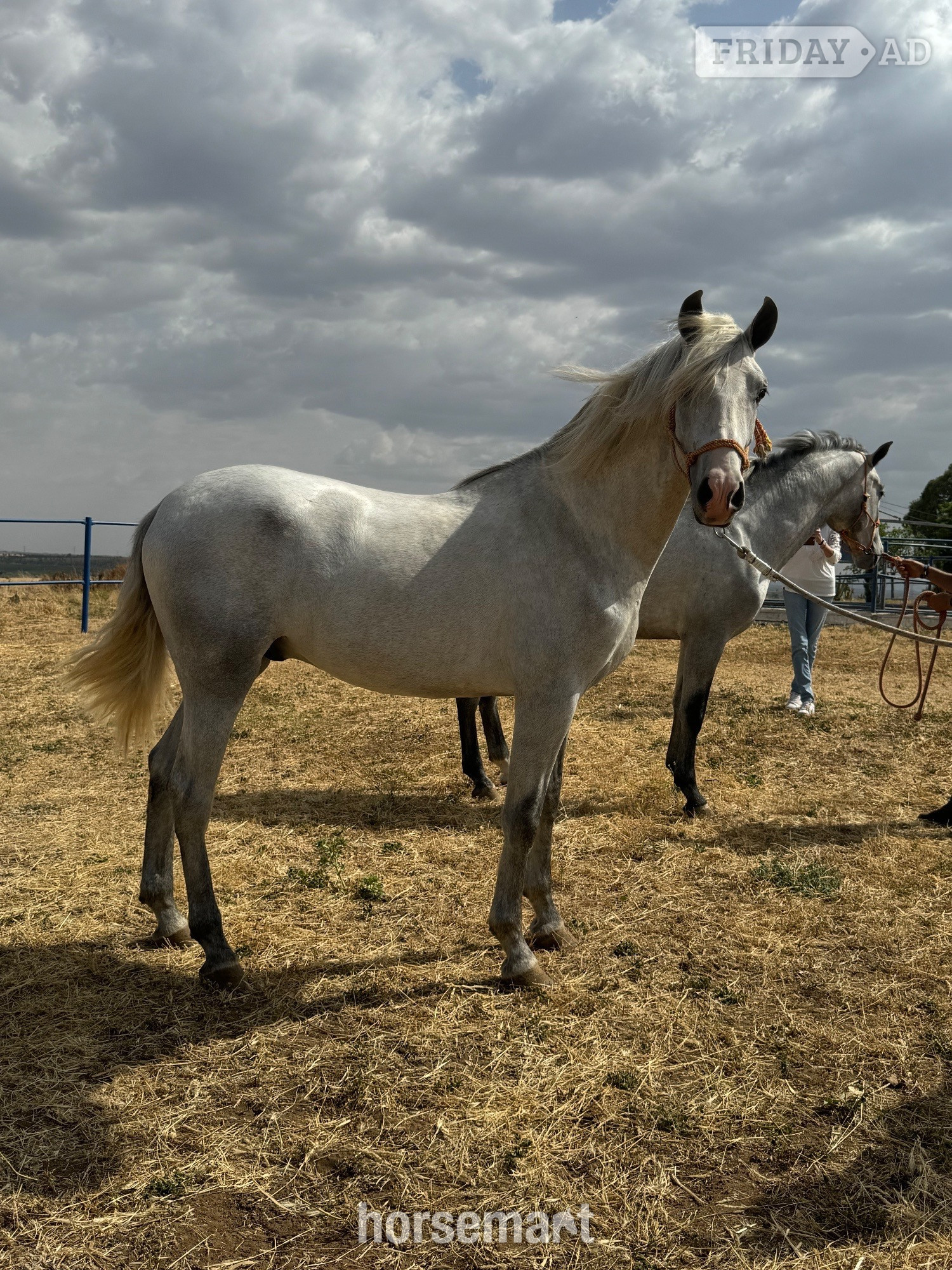 "Irunes V" Grey Colt All Rounder