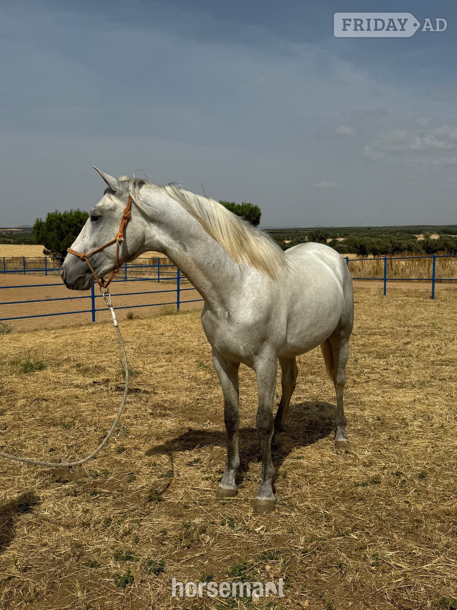 "Irunes V" Grey Colt All Rounder - Horses in Knocknagoshel