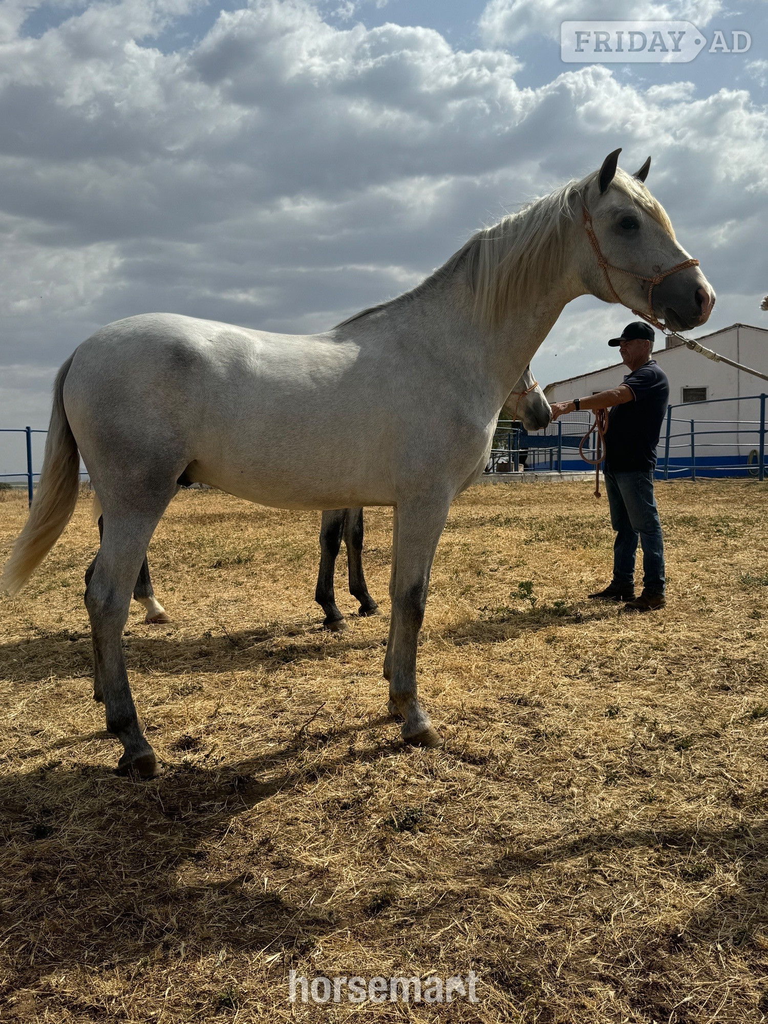 "Irunes V" Grey Colt All Rounder in Knocknagoshel