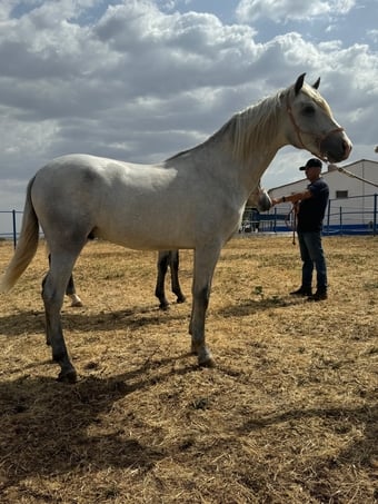 "Irunes V" Grey Colt All Rounder