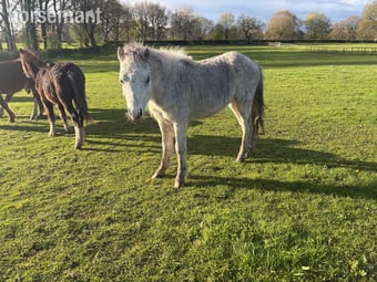 "Greatwarford Blue" Grey Colt Mountain & Moorland Pony