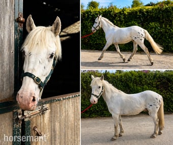 "Fenyx Rising" Few Spot Gelding Youngstock / Foal