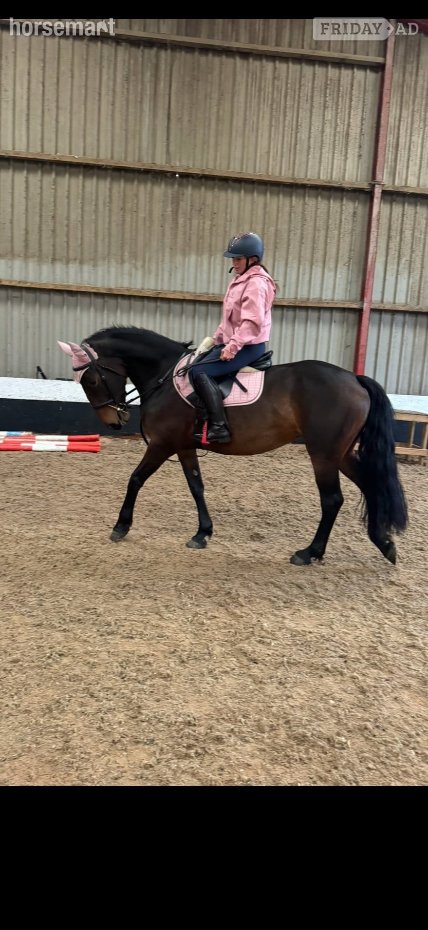 "Butterfly" Bay Mare All Rounder
