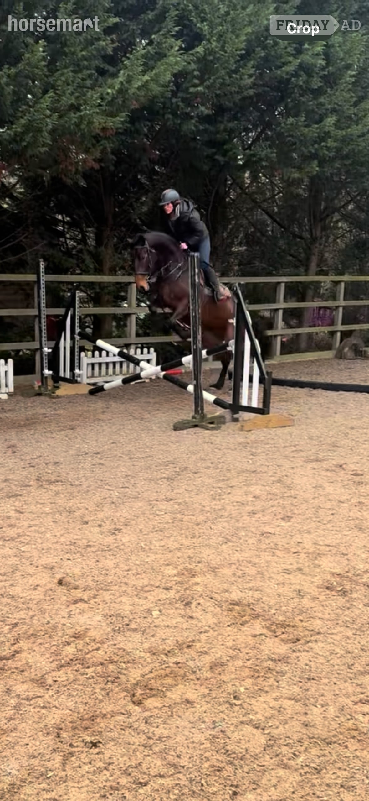 "Butterfly" Bay Mare All Rounder -  in Skipton