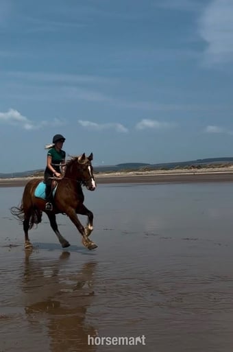 "Zeus" Chestnut Gelding All Rounder