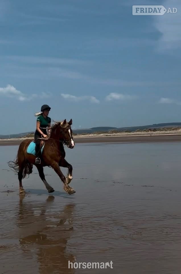 "Zeus" Chestnut Gelding All Rounder in Cardiff