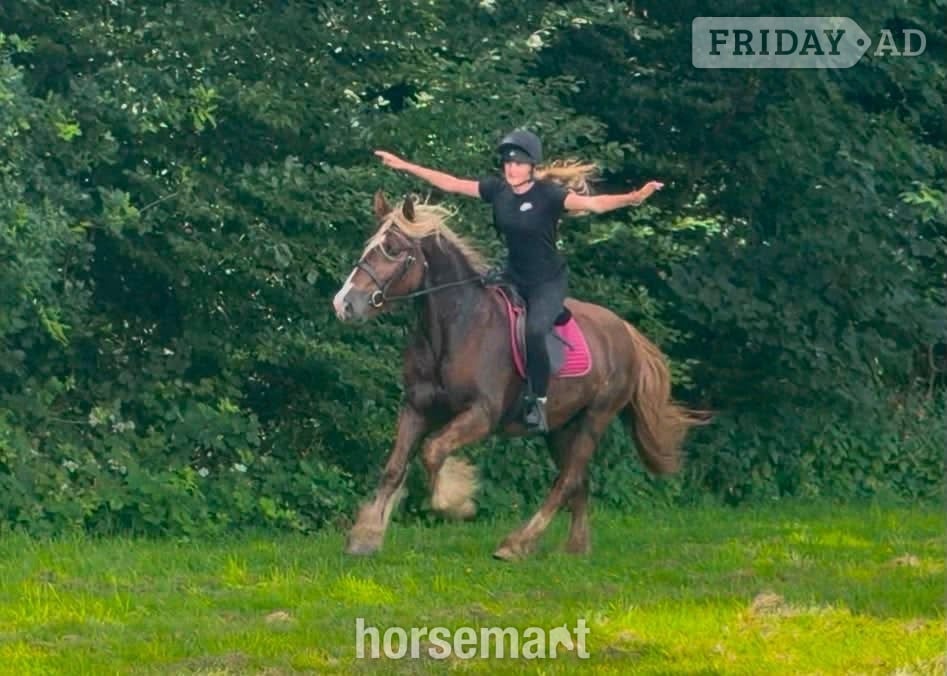"Zeus" Chestnut Gelding All Rounder