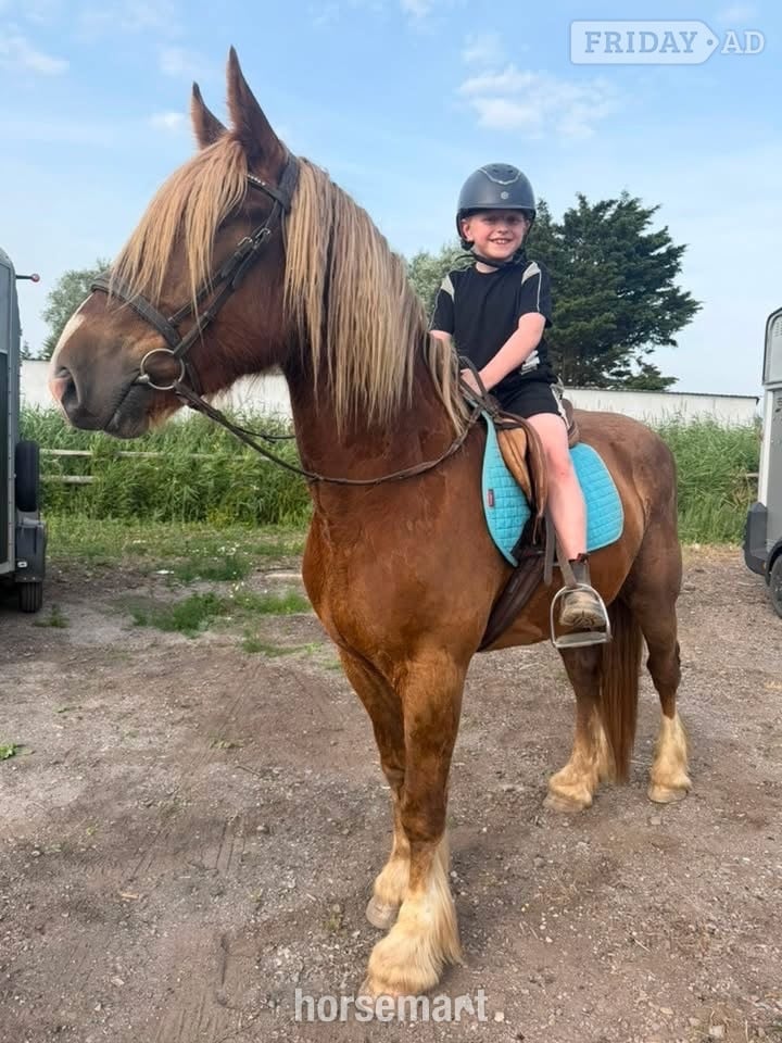 Cardiff "Zeus" Chestnut Gelding All Rounder