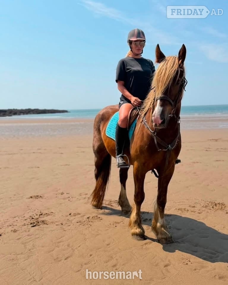 "Zeus" Chestnut Gelding All Rounder - Horses in Cardiff
