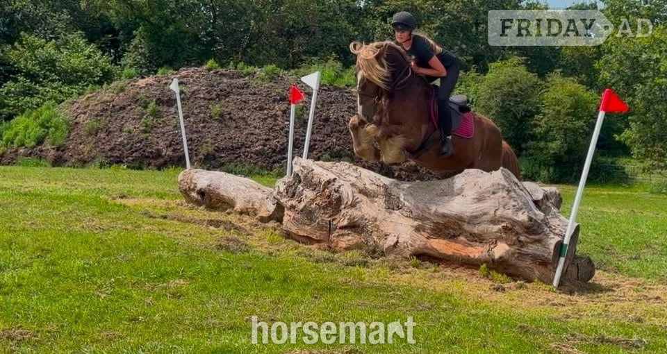 "Zeus" Chestnut Gelding All Rounder - Horses
