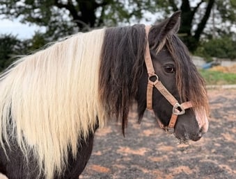 "San Clair cafe noir " Piebald Mare Cob/Heavy Horse