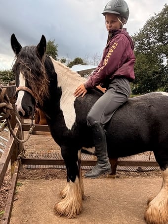 "San Clair cafe noir " Piebald Mare Cob/Heavy Horse