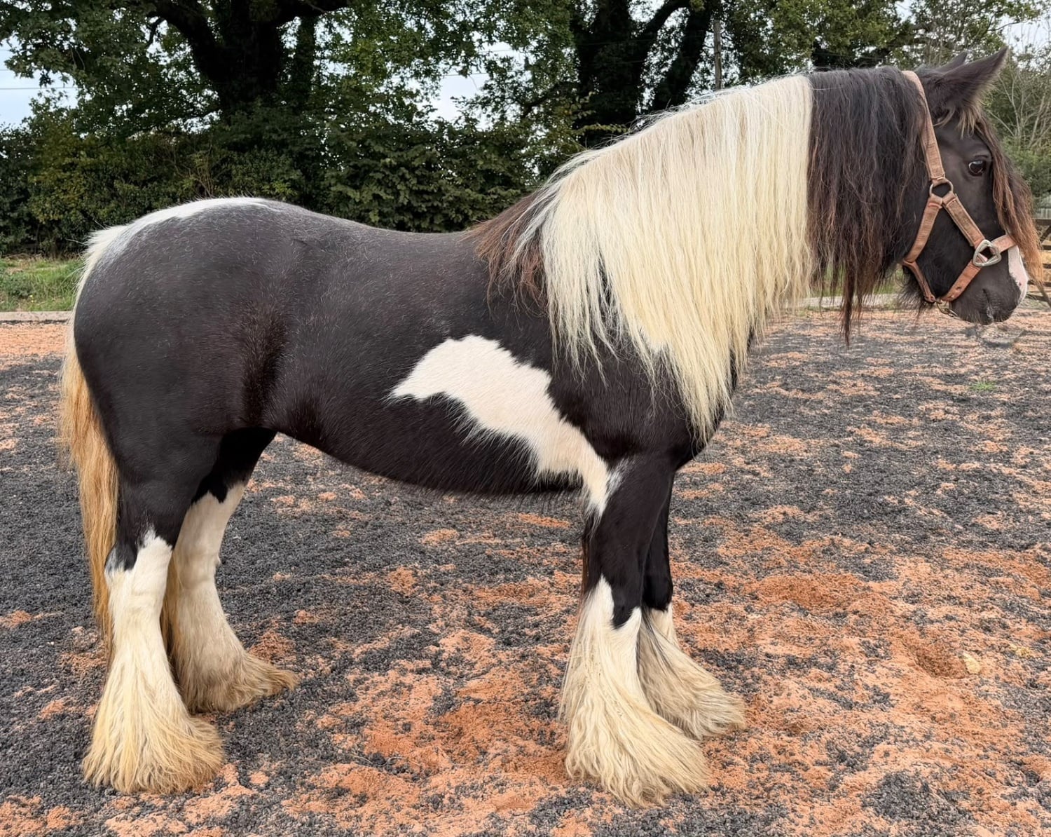 "San Clair cafe noir " Piebald Mare Cob/Heavy Horse