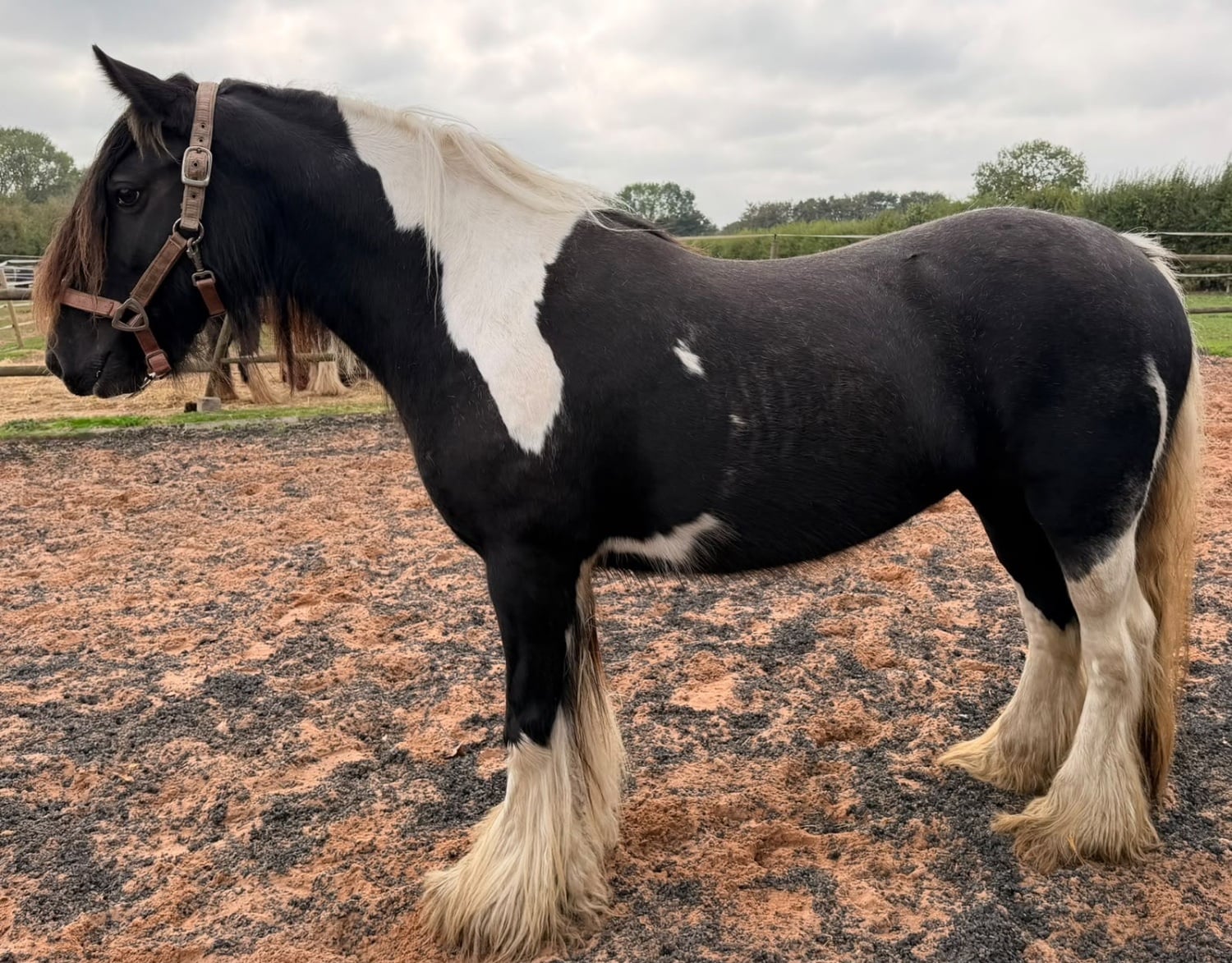 Wolverhampton "San Clair cafe noir " Piebald Mare Cob/Heavy Horse