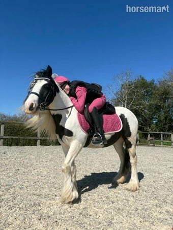 "Ruby" Piebald Mare Project Horse