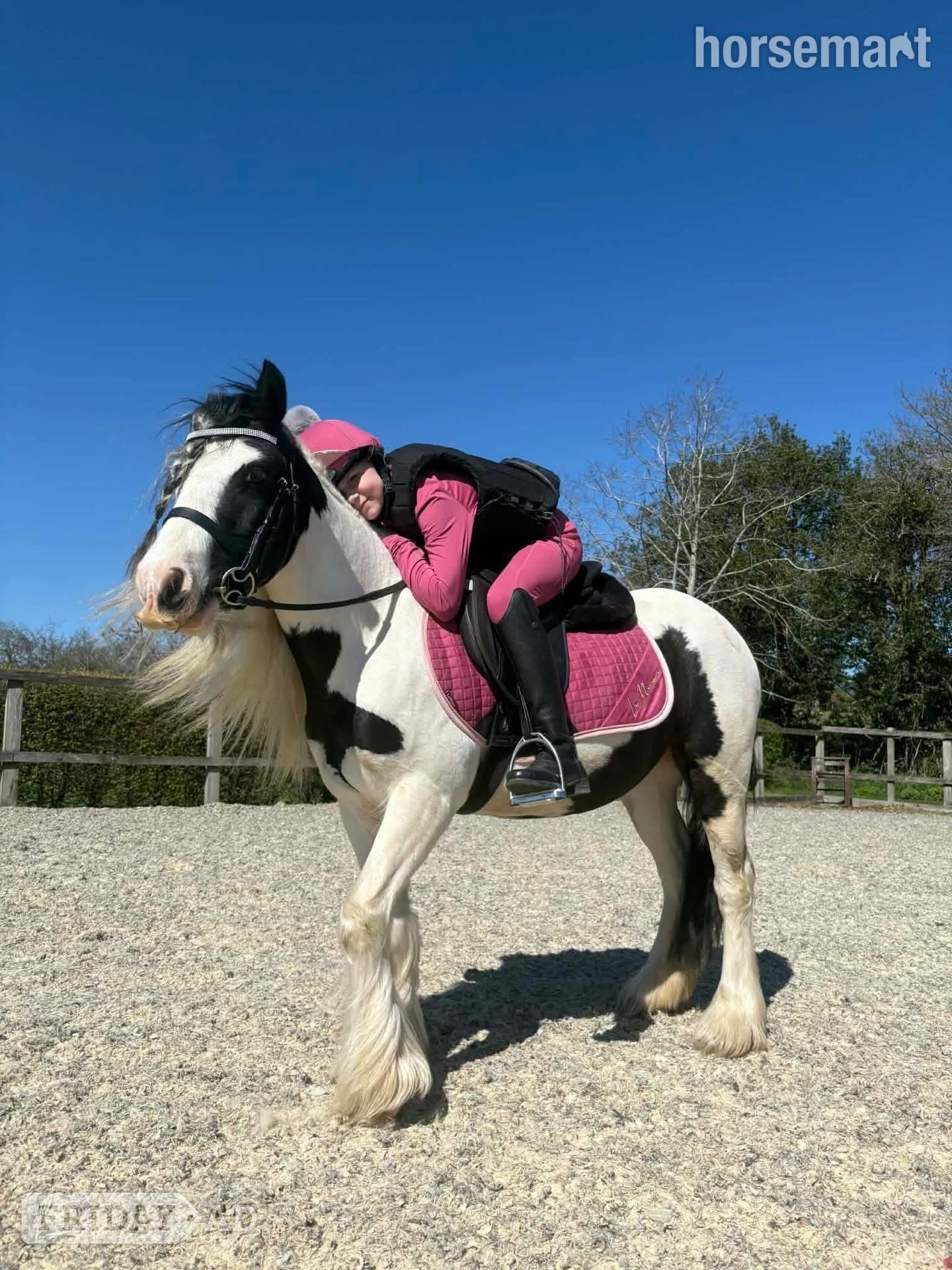 "Ruby" Piebald Mare Project Horse in Halstead
