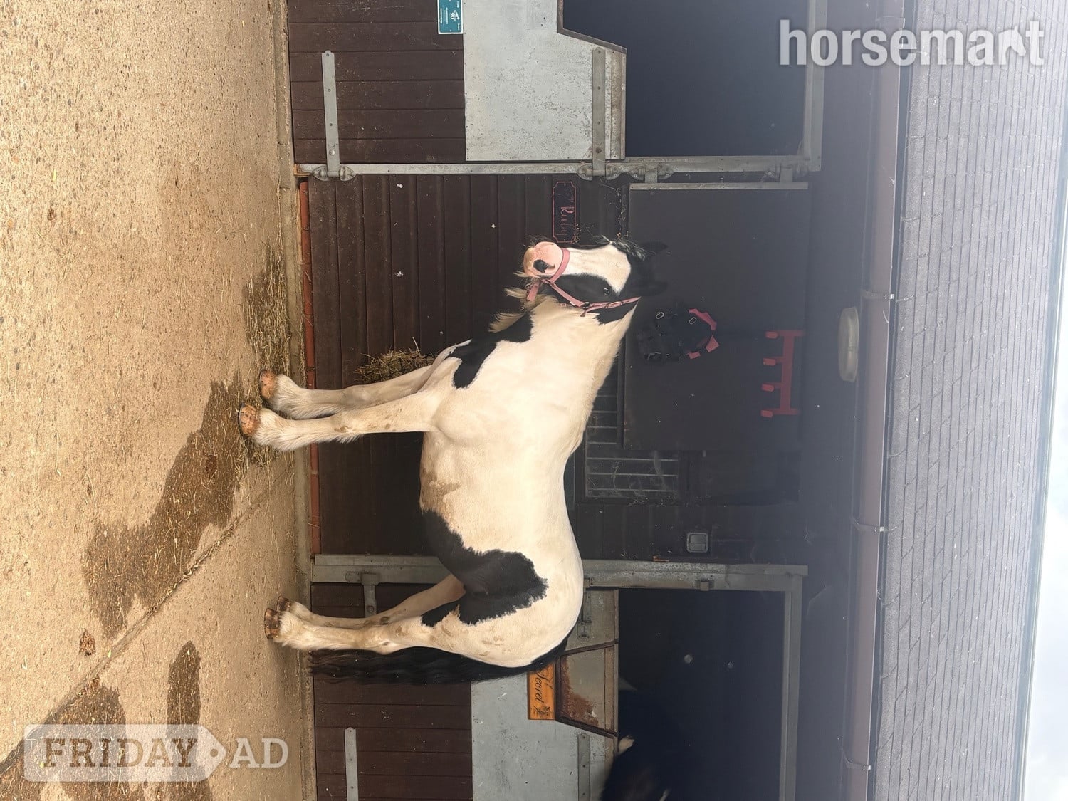 "Ruby" Piebald Mare Project Horse