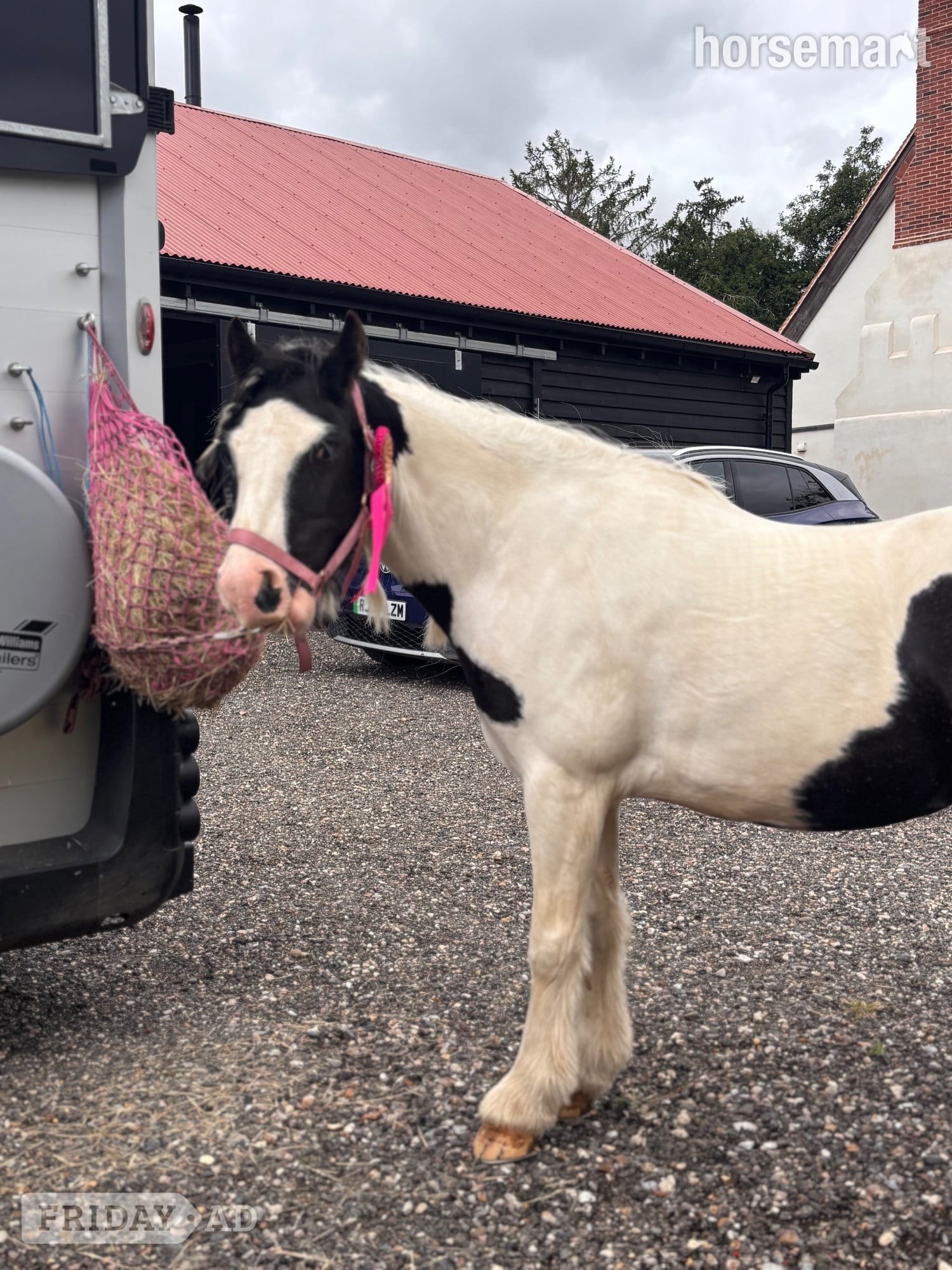 Halstead "Ruby" Piebald Mare Project Horse