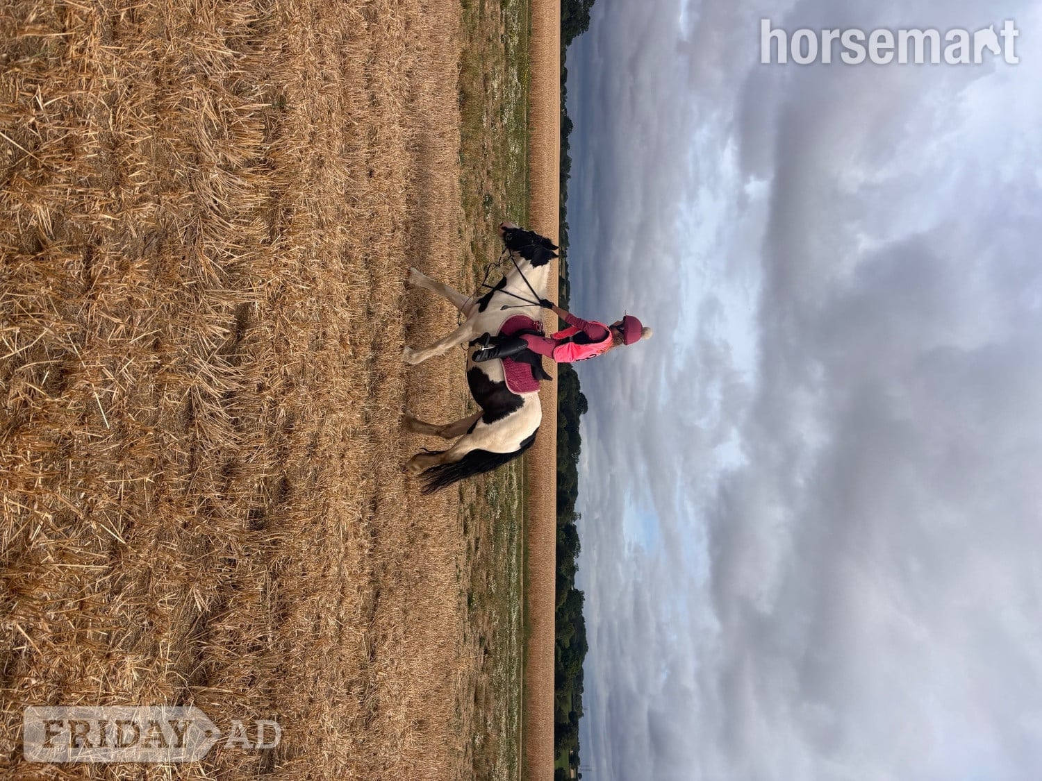 "Ruby" Piebald Mare Project Horse - Horses in Halstead