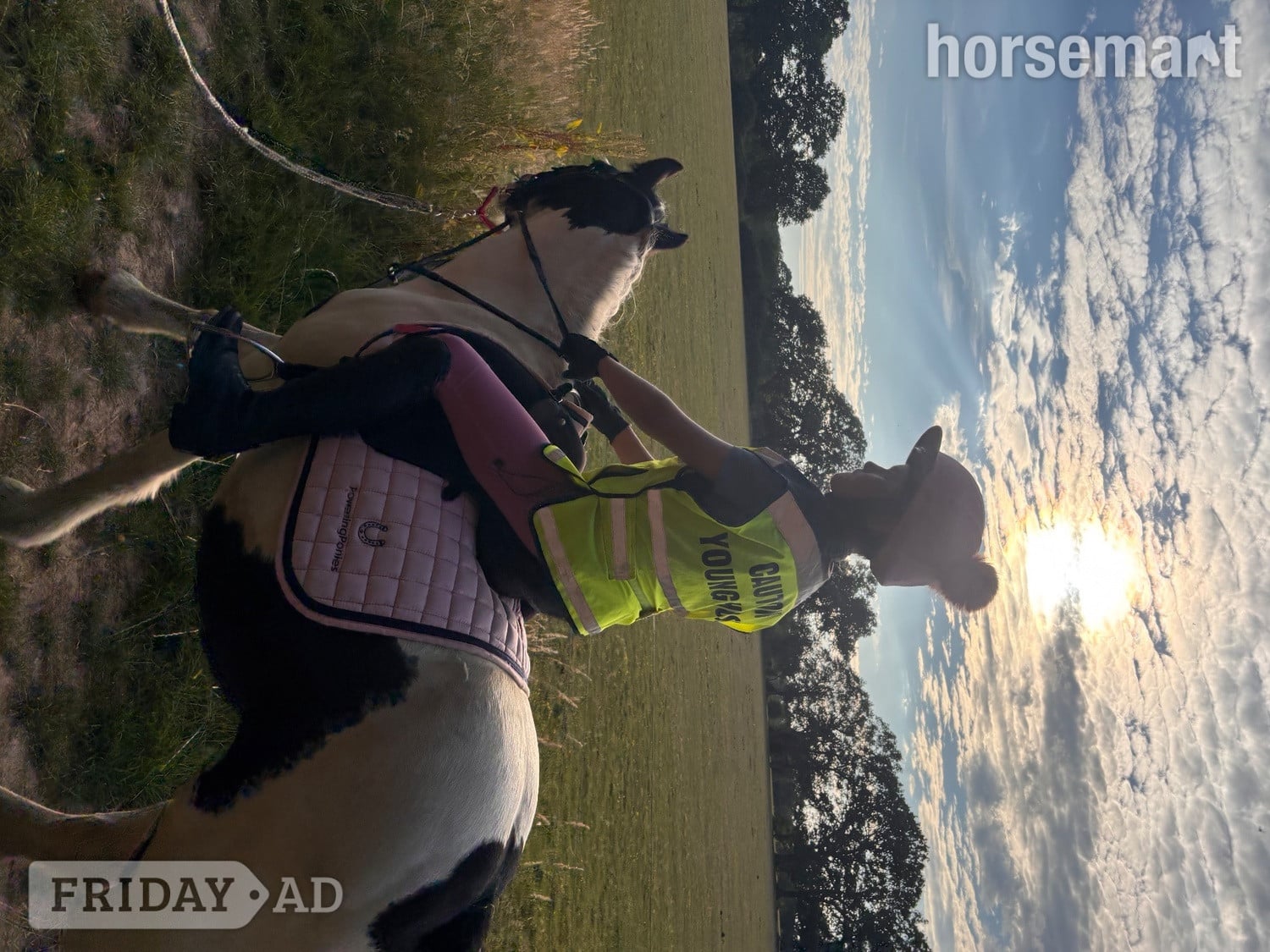 "Ruby" Piebald Mare Project Horse - Horses