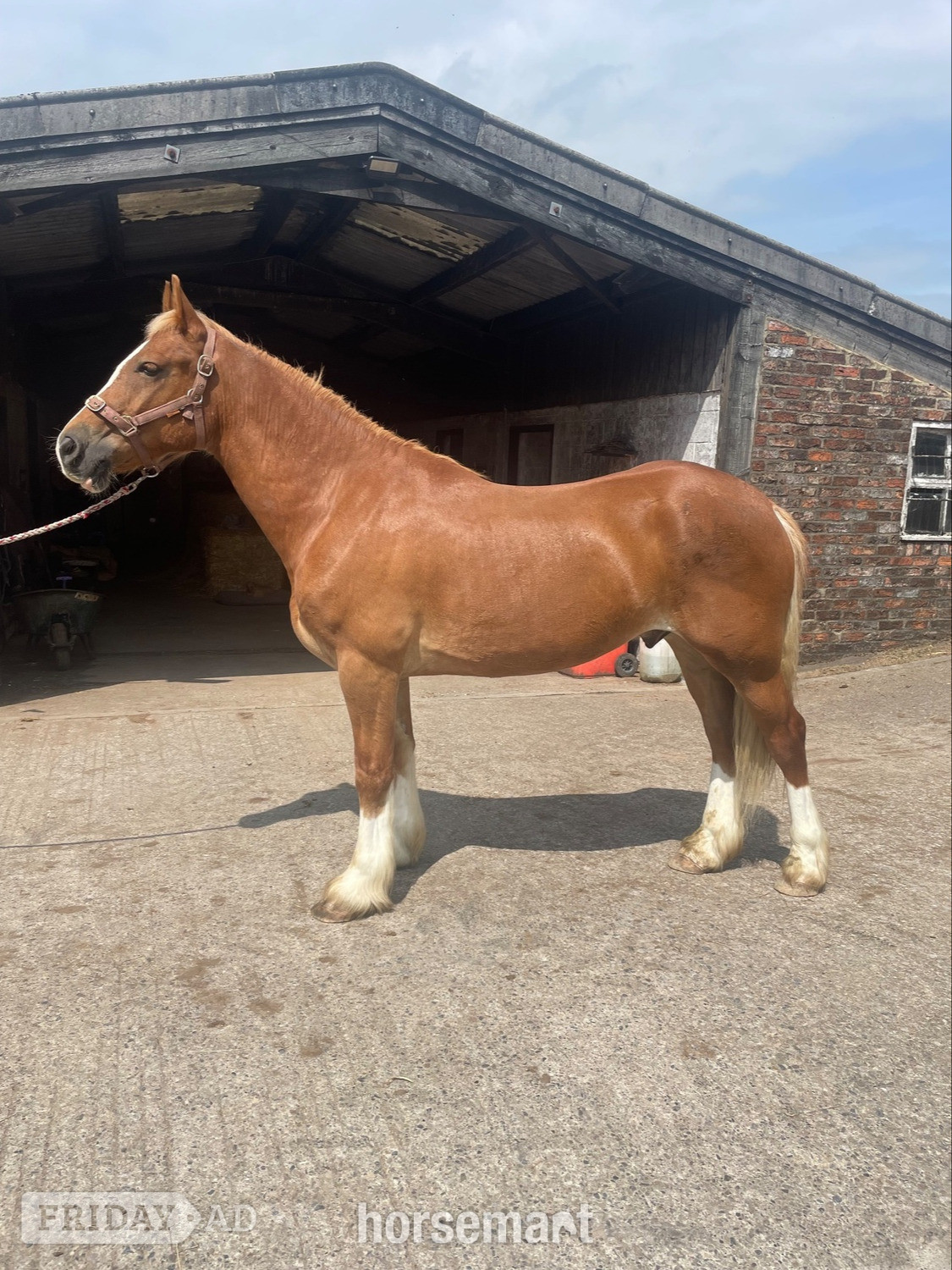 "Jac" Palomino Gelding Pony Club Pony in Thirsk