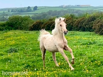 "Bartonhill Space Oddity" Palomino Colt Youngstock / Foal