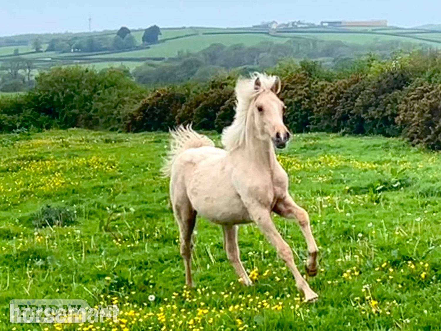 "Bartonhill Space Oddity" Palomino Colt Youngstock / Foal in Bude