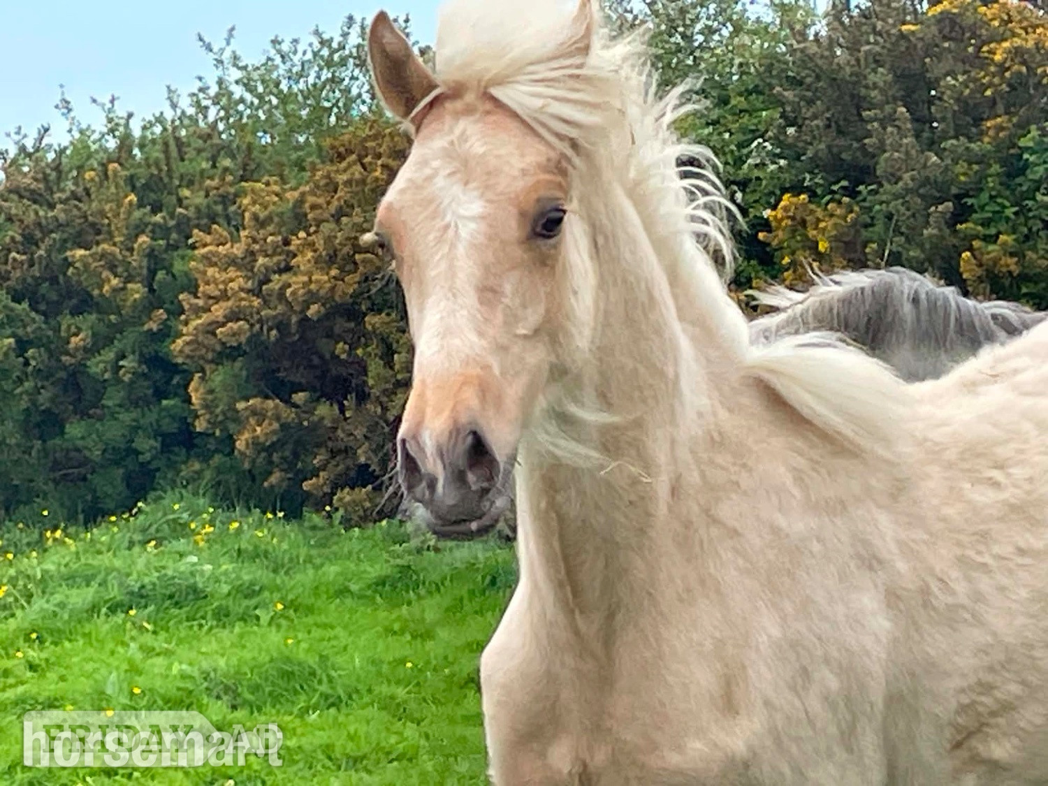 "Bartonhill Space Oddity" Palomino Colt Youngstock / Foal