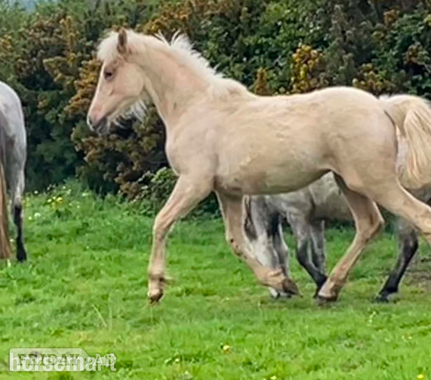 Bude "Bartonhill Space Oddity" Palomino Colt Youngstock / Foal