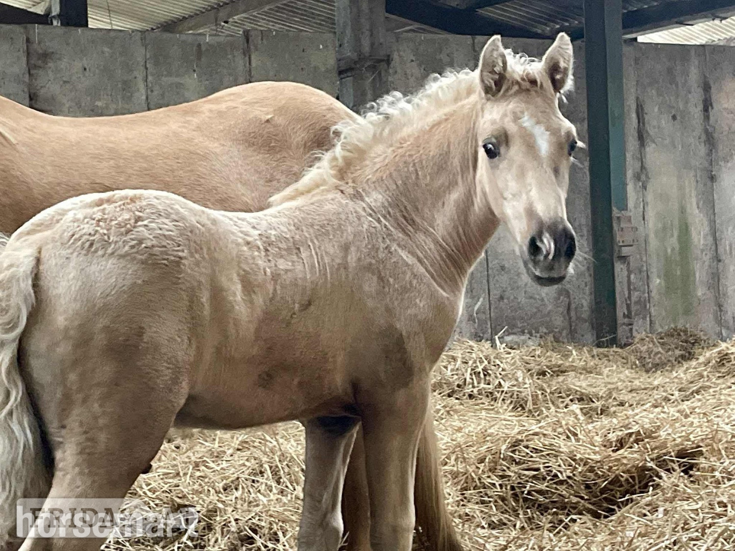 "Bartonhill Space Oddity" Palomino Colt Youngstock / Foal - Horses in Bude