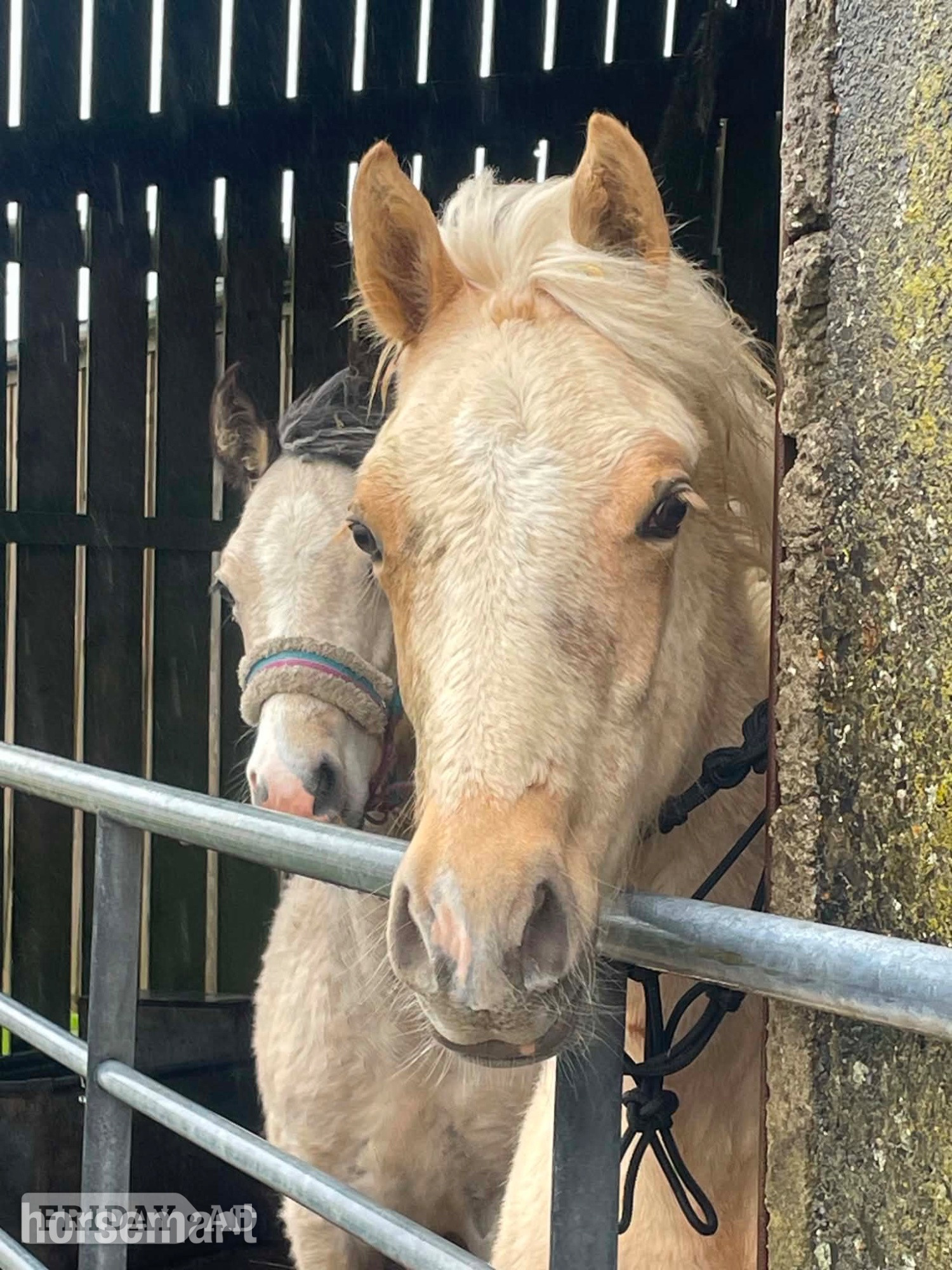 "Bartonhill Space Oddity" Palomino Colt Youngstock / Foal - Horses